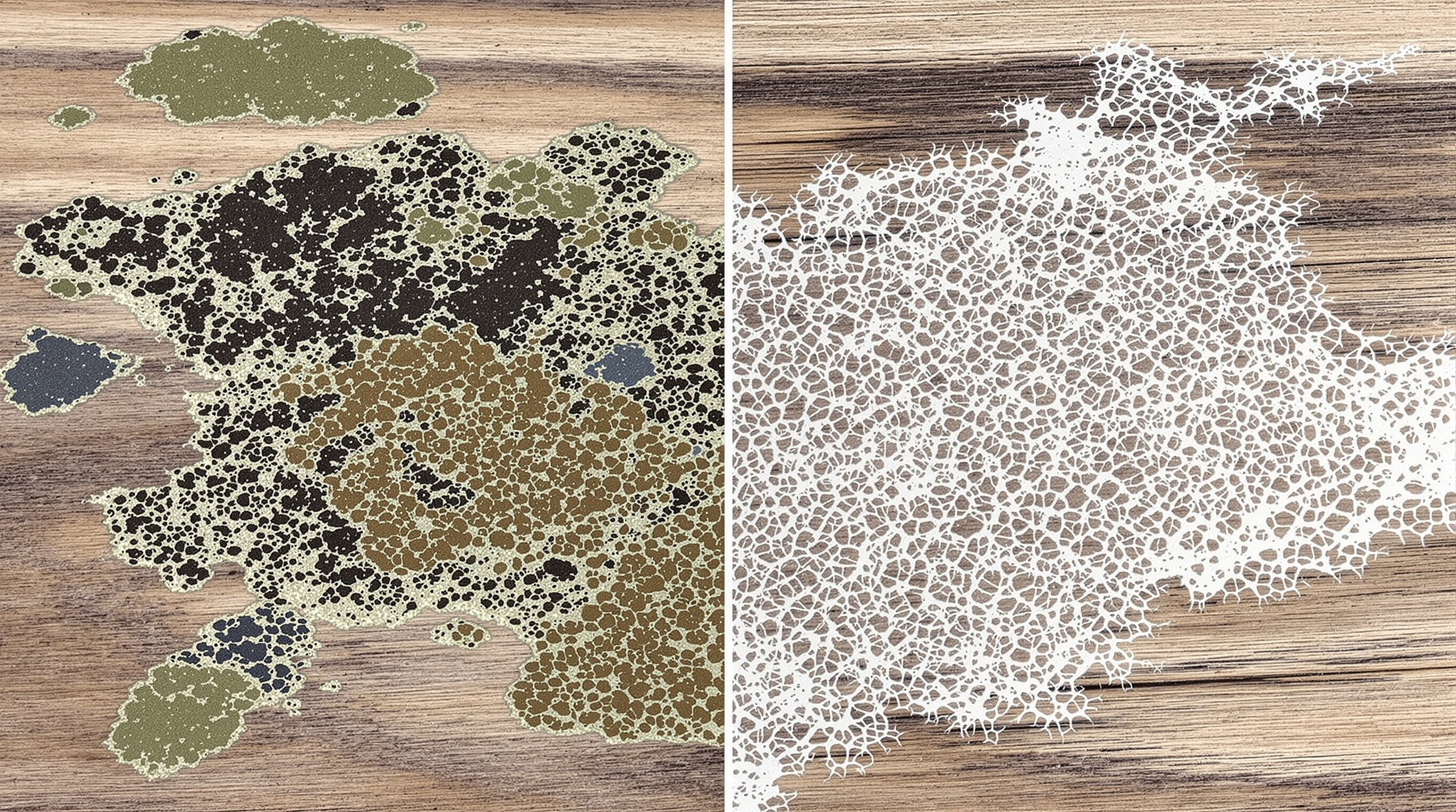 Différence entre moisissures communes et mycélium de mérule.