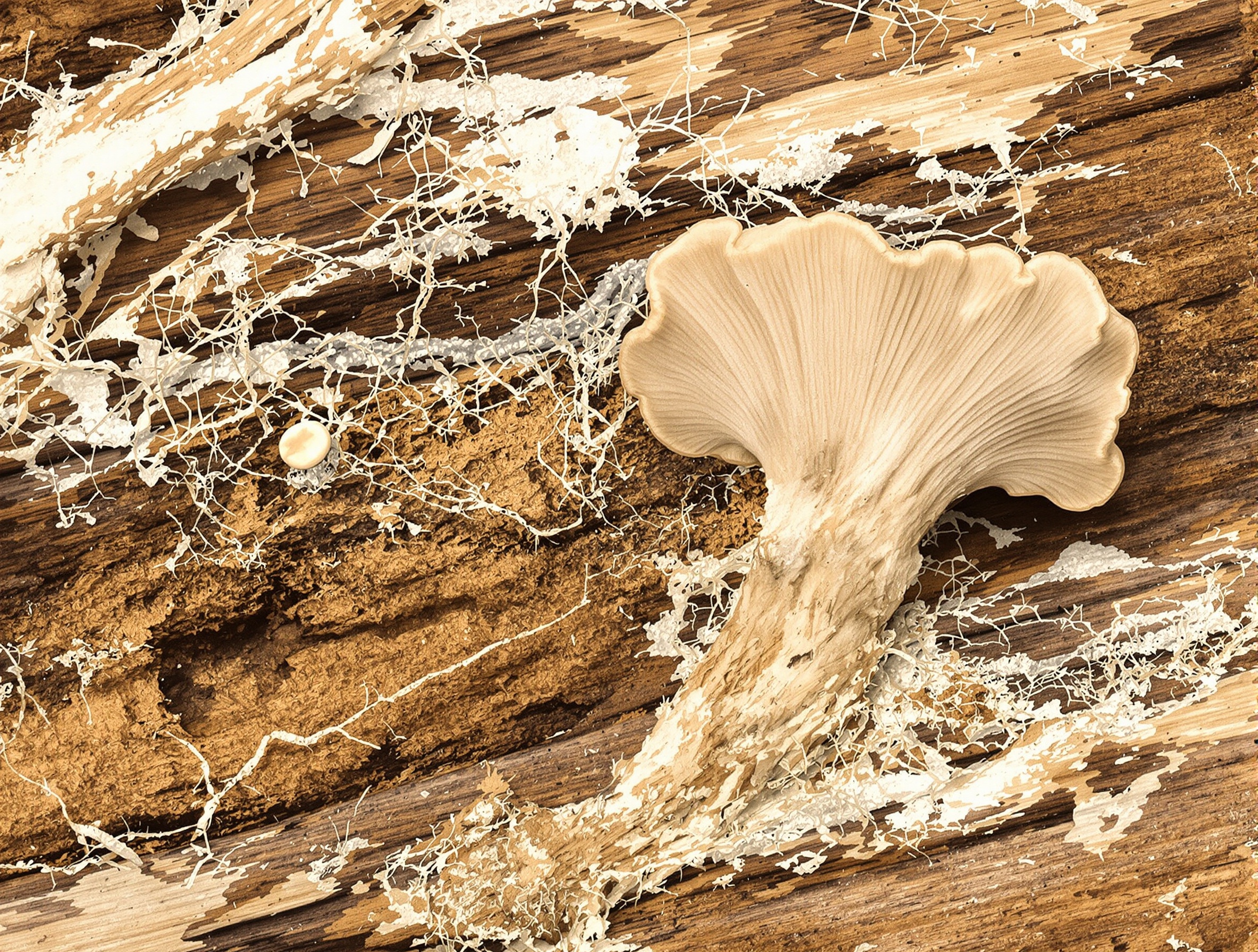 Syrottes (rhizomorphes), mycélium et carpophores de mérule sur bois infesté.