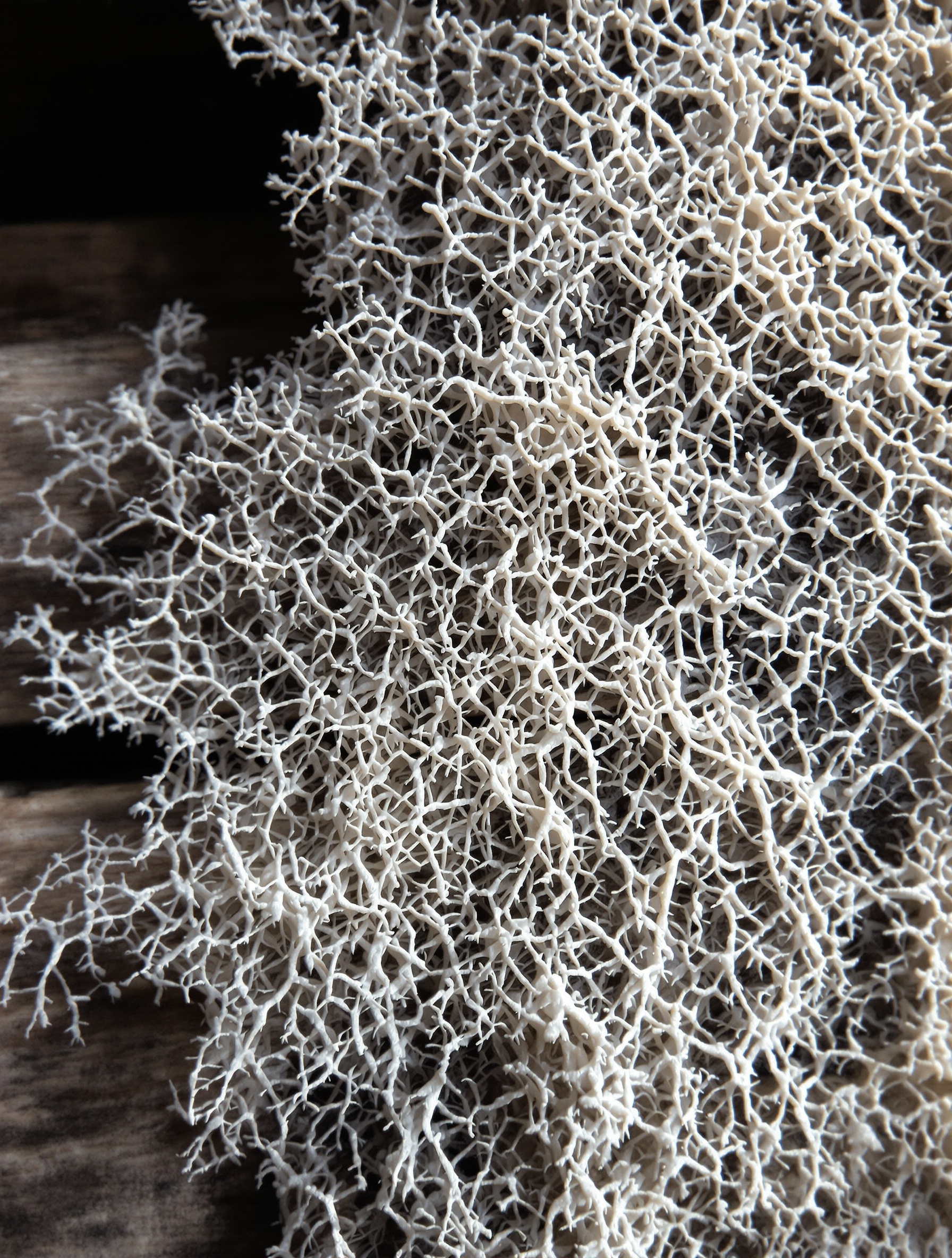 Exemple de mycélium de mérule sur une surface en bois.